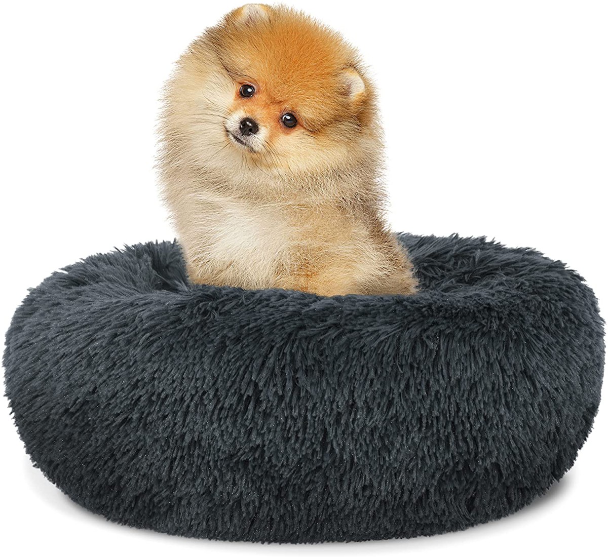 S_dark grey_dog.jpg