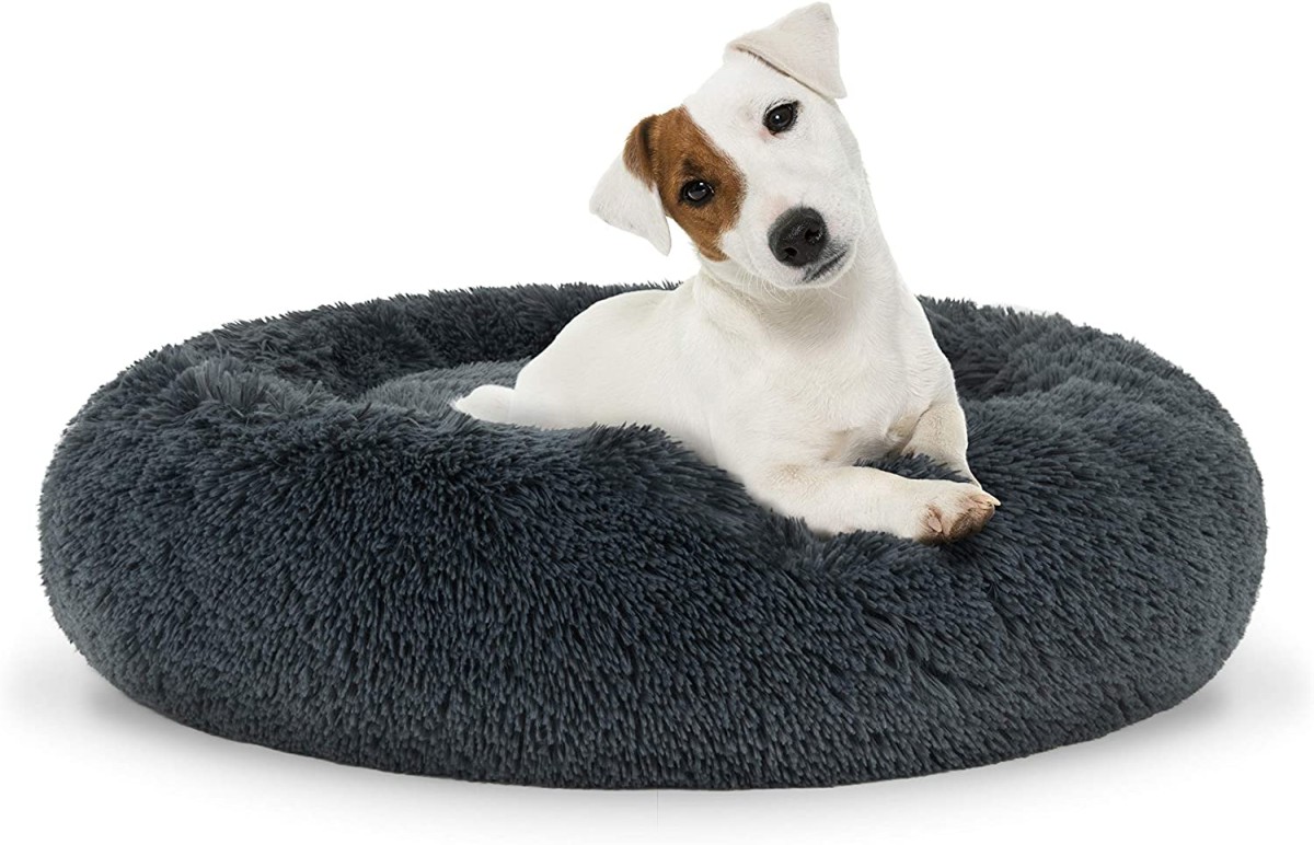 M dark grey_dog.jpg